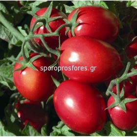 Tomatoes Rio Grande