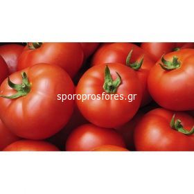 Tomatoes Fletcher F1