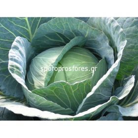 Cabbage Excalibur F1