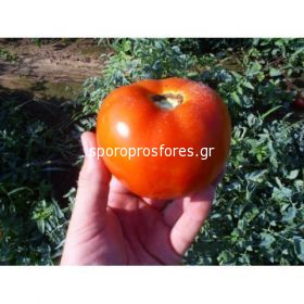 Tomatoes Hector F1