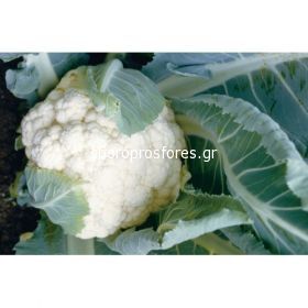 Cauliflower Incline F1