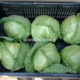 Cabbage Jetma F1