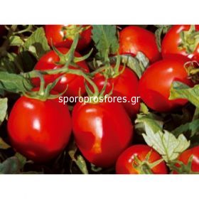 Tomatoes Kero F1