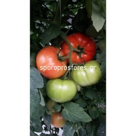 Tomatoes Lampetie f1