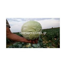 Cabbage Landini F1