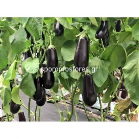 Eggplant Negratin F1