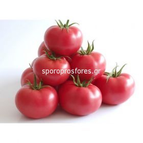 Tomatoes Manistella F1