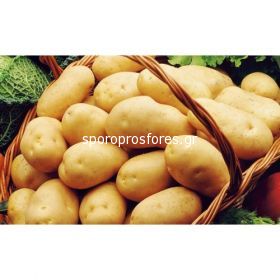 Potatoes Maestro Class A