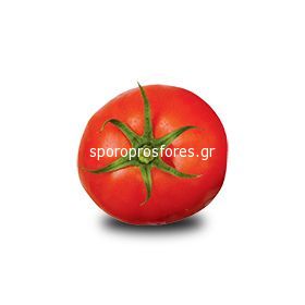 Tomatoes Primadona F1