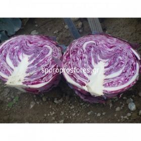 Cabbage Red Jewel F1