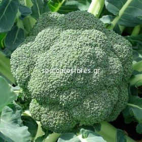 Broccoli Stromboli F1