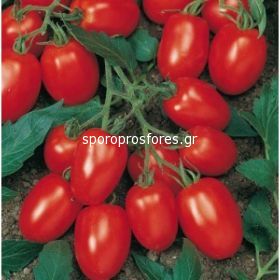 Tomatoes Torquay F1