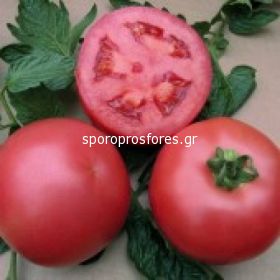 Tomatoes VP 1