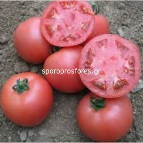 Tomatoes VP 2