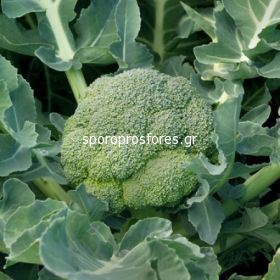 Broccoli Agassi F1