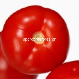 Tomatoes Amapola F1