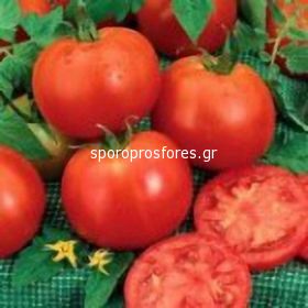 Tomatoes Amati F1