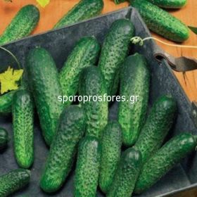 Gherkins Amour F1