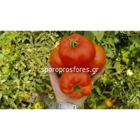 Tomatoes Benal F1