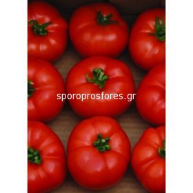 Tomatoes Berberana F1