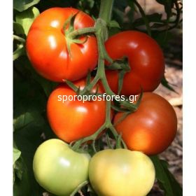 Tomatoes Berberana F1