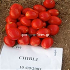 Tomatoes Chibli F1