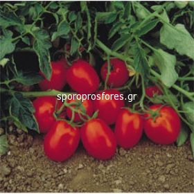 Tomatoes Chibli F1