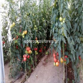 Tomatoes CLAROSA F1