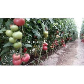 Tomatoes CLAROSA F1