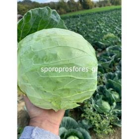 Cabbage Conqueror F1