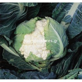 Cauliflower Cortes F1