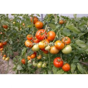 Tomatoes Corvinus F1