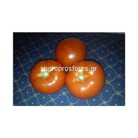 Tomatoes Corvinus F1