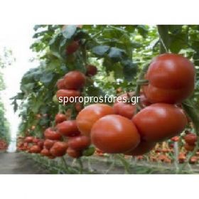 Tomatoes Eterei F1