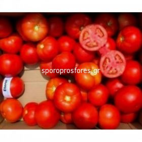 Tomatoes Eterei F1