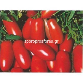 Tomatoes Fenak F1