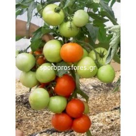 Tomatoes Florida 47 R F1