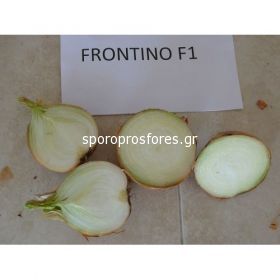 Κρεμμύδι Frontino F1
