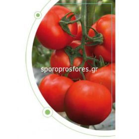 Tomatoes Fruty 260 F1