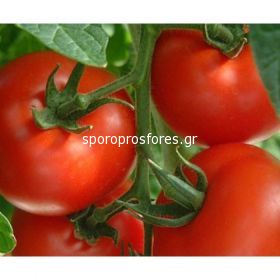 Tomatoes Gardel F1