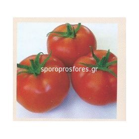 Tomatoes Grando F1