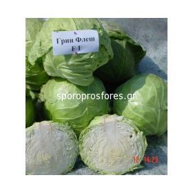 Cabbage Green Flash F1