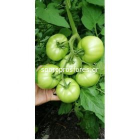 Tomatoes Gusto Pink F1