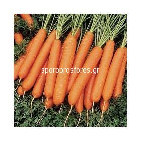 Καρότα Carvora