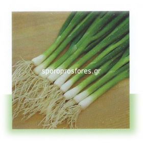 Green onions Carel F1