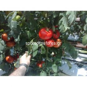 Tomatoes Kartier F1