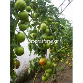 Tomatoes Kartier F1