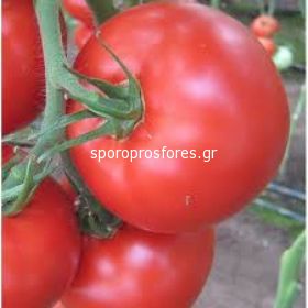 Tomatoes Kiveli F1