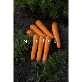 Carrots Concerto F1