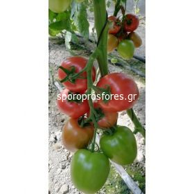 Tomatoes Kongo F1